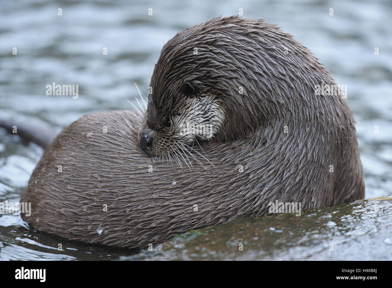 Otter, Lutra lutra, land, water, Stock Photo