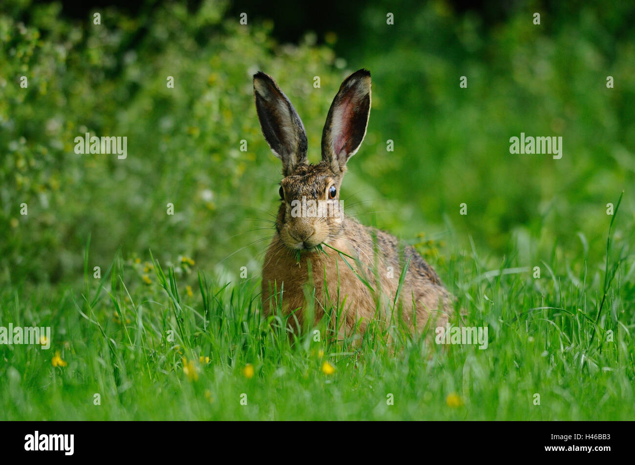 European hare, Lepus europaeus, grass, sitting, eating, front view, Stock Photo