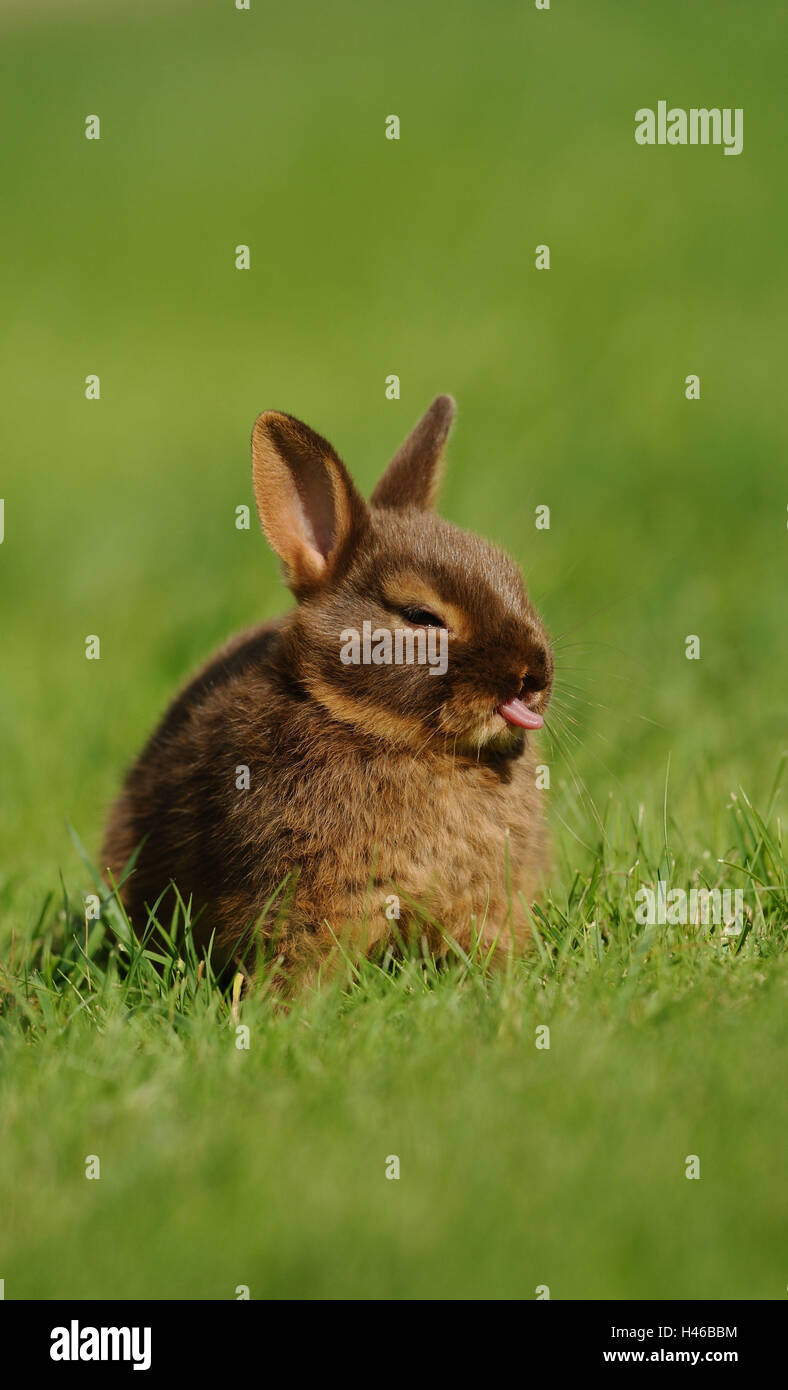 Rabbit, Netherland dwarf 'Havanna Loh', young animal, meadow, sitting, Stock Photo
