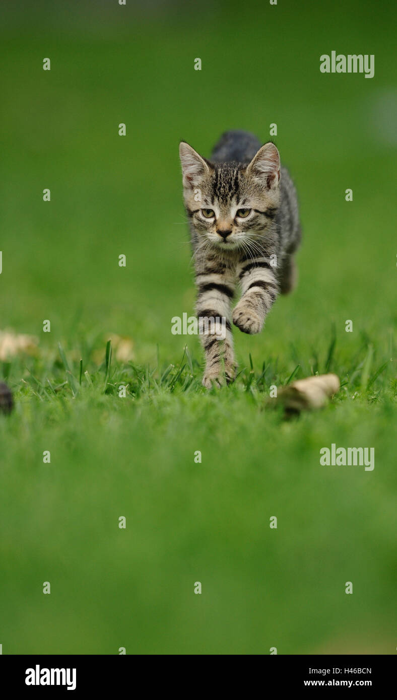 Domestic cat, young animal, meadow, running, front view, Stock Photo