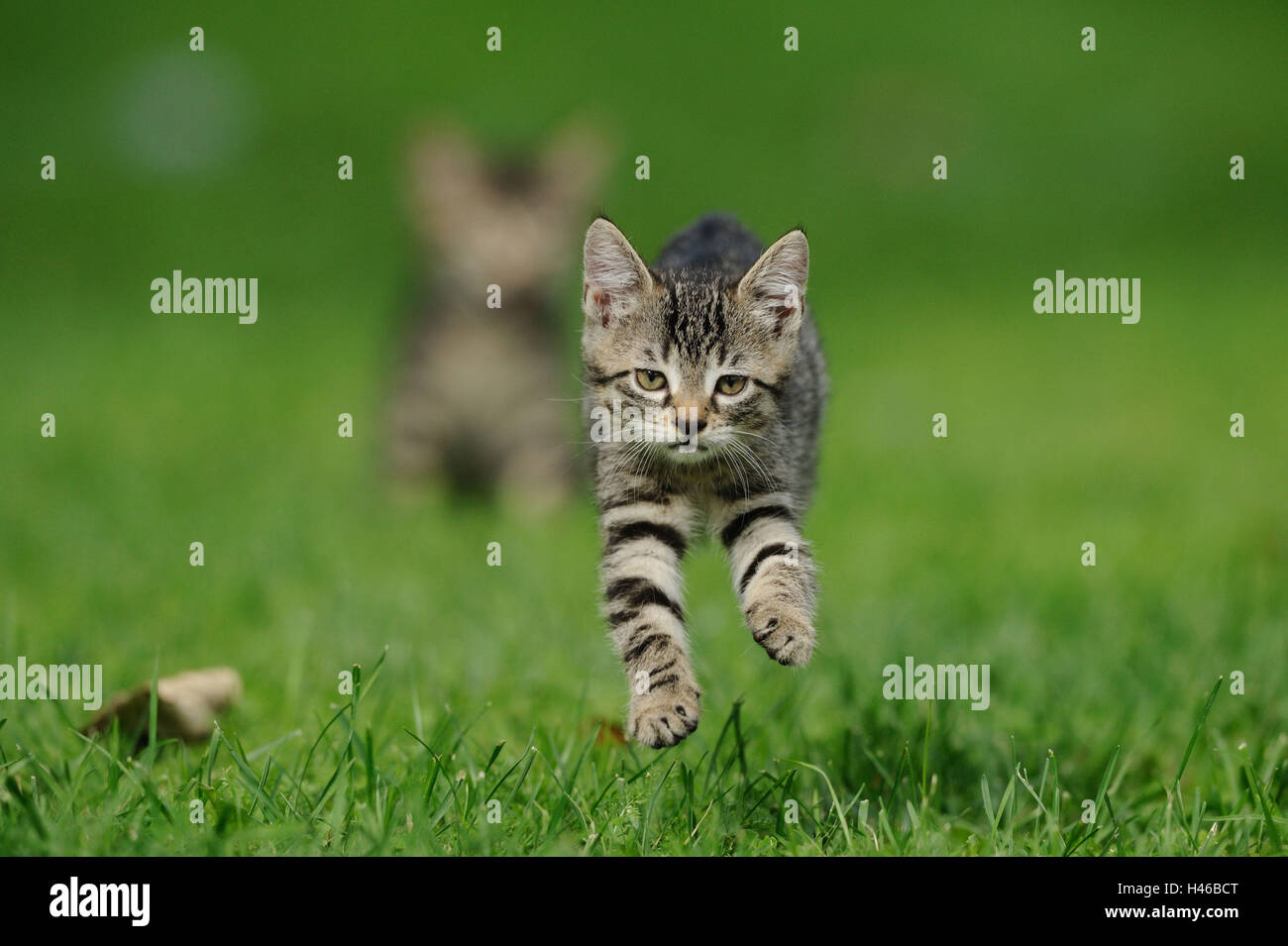 Domestic cat, young animal, meadow, running, front view, Stock Photo
