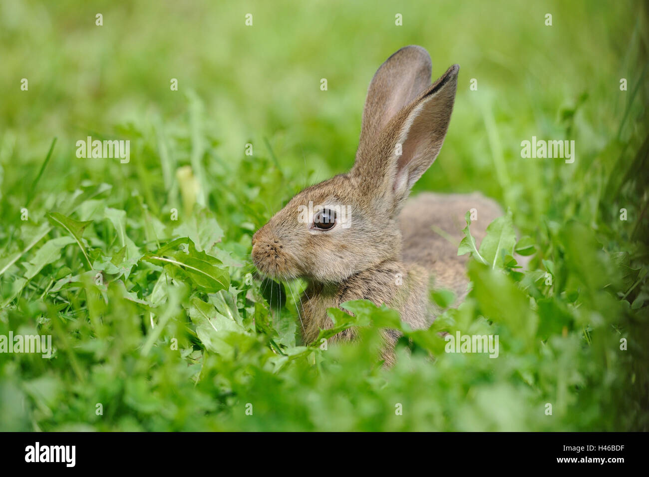 Domestic rabbit, young animal, meadow, dandelion, eating Stock Photo