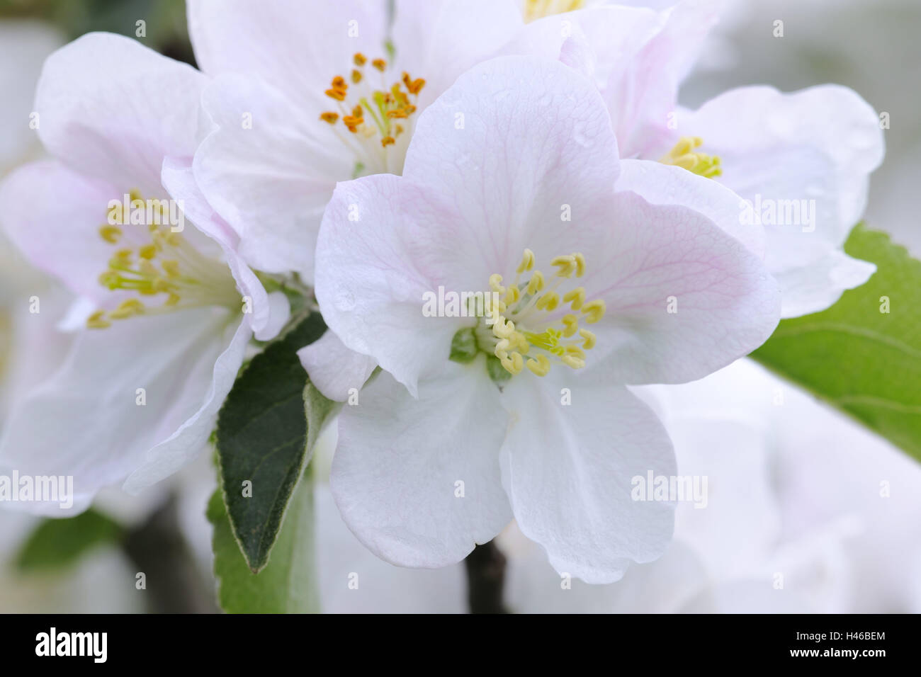 Apple blossom, close up, apple-tree, tree, spring, fruit-tree, blossom, white, blossoms, softly, blossoming of a tree, botany, fruit-tree, agriculture, fruit cultivation, season, Stock Photo