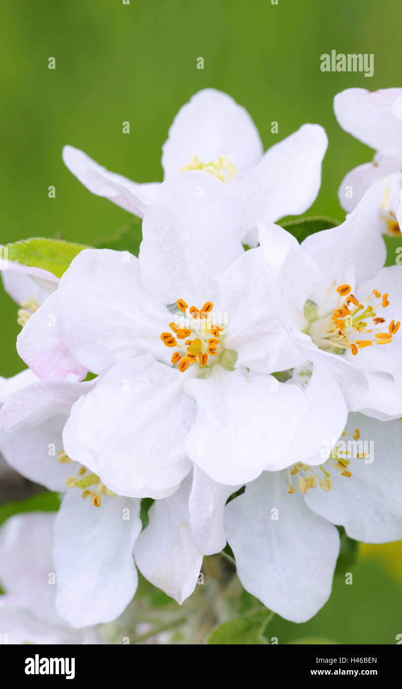 Apple blossom, close up, apple-tree, tree, spring, fruit-tree, blossom, white, blossoms, softly, blossoming of a tree, botany, fruit-tree, agriculture, fruit cultivation, season, Stock Photo