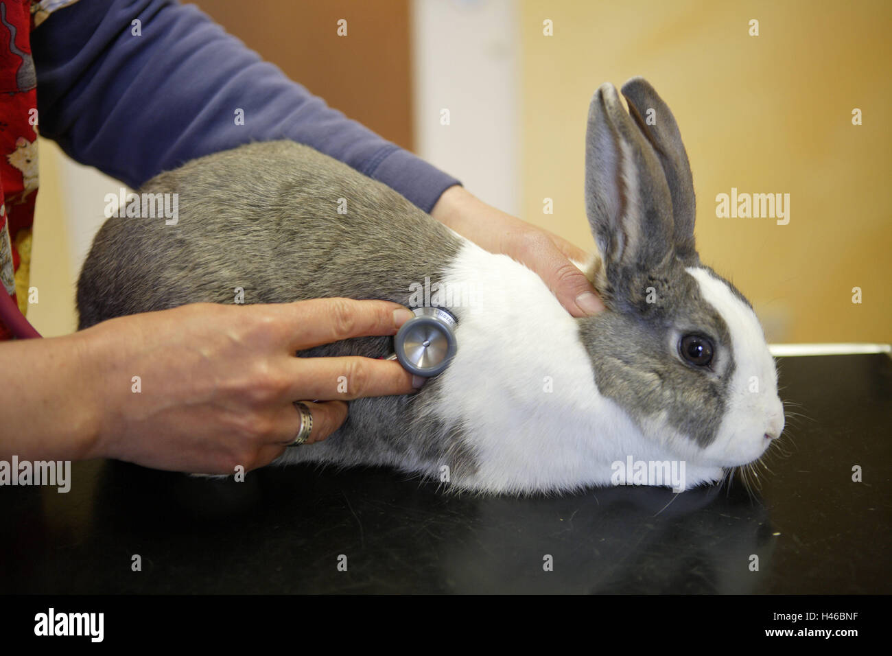 Veterinarian, rabbit, examination, practise, veterinarian's practise