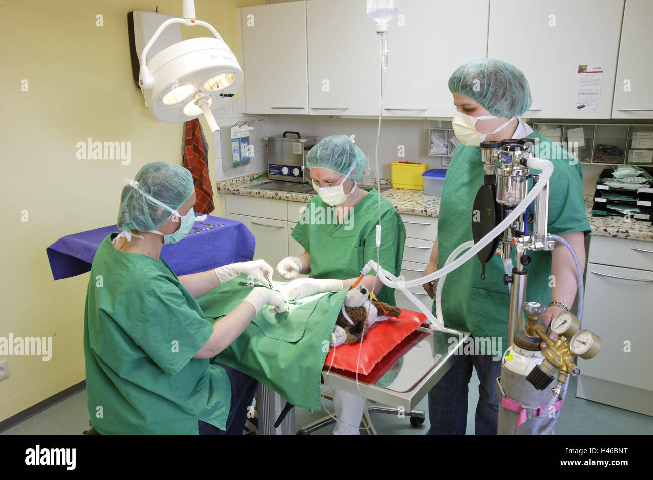 Veterinarian, operation, op. hall, operating theatre, practise,  veterinarian's practise, veterinarian, animal, animal medicine, treatment,  healing, care, health, disease, examination, diagnostic, concentration, dog,  soft toy, soft animal, person, team ...