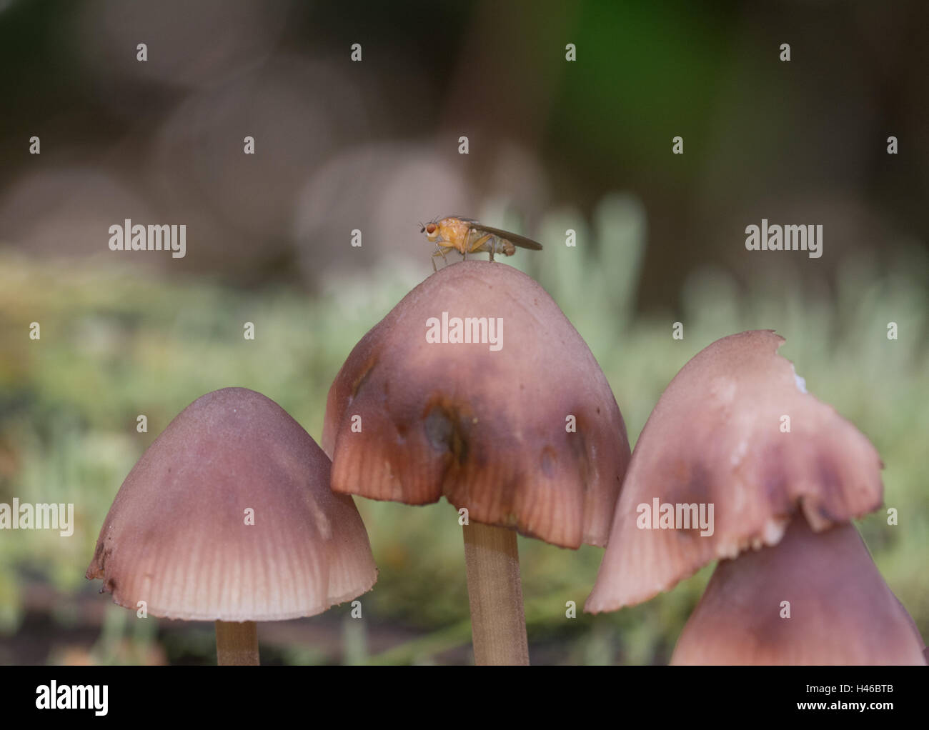 Yellow dung fly (Scathophaga stercoraria) on a toadstool in Surrey, England Stock Photo