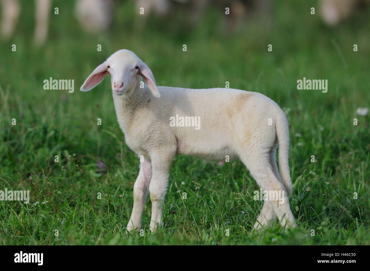 Hausschaf, Ovis orientalis aries, lamb, Stock Photo