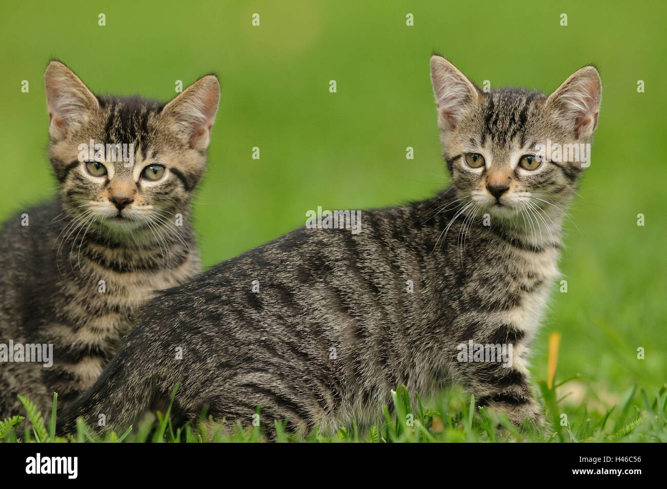 House cats, young animals Stock Photo Alamy