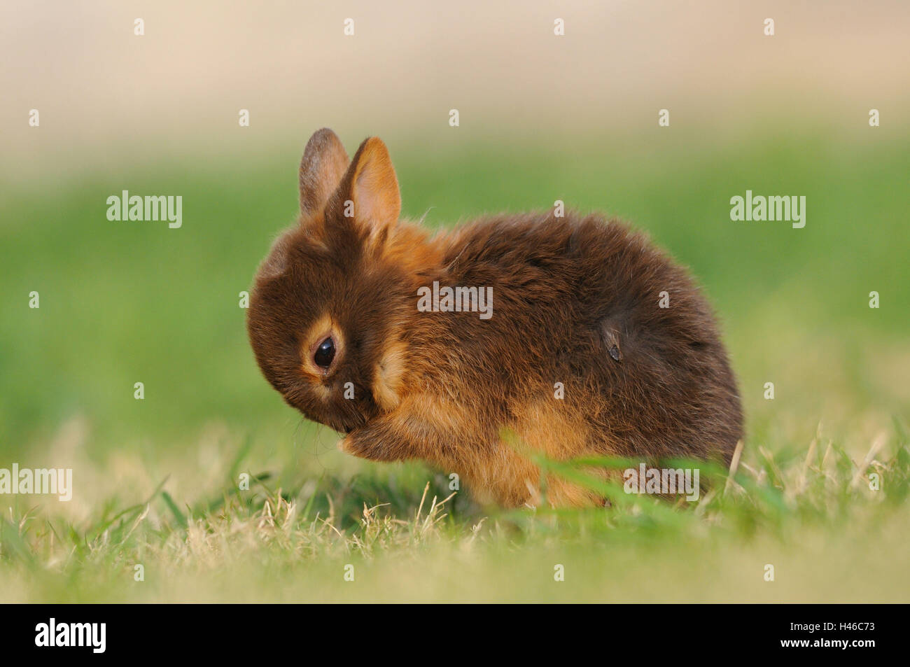 Rabbit, Netherland dwarf 'Havanna Loh', young animal, side view, meadow, sitting, grooming, Stock Photo