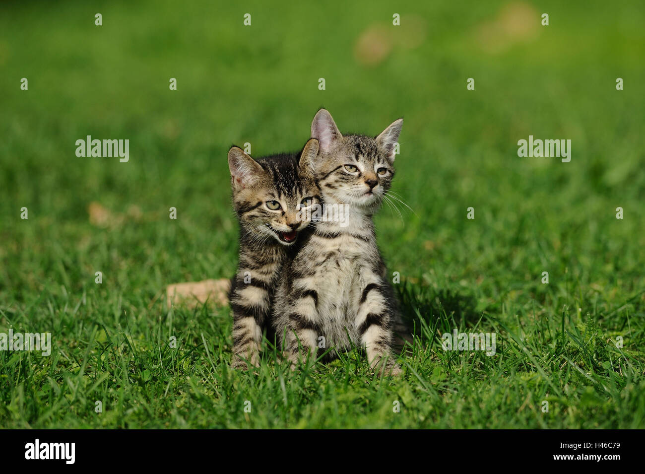 Domestic cats, young animals, meadow, sitting, Stock Photo