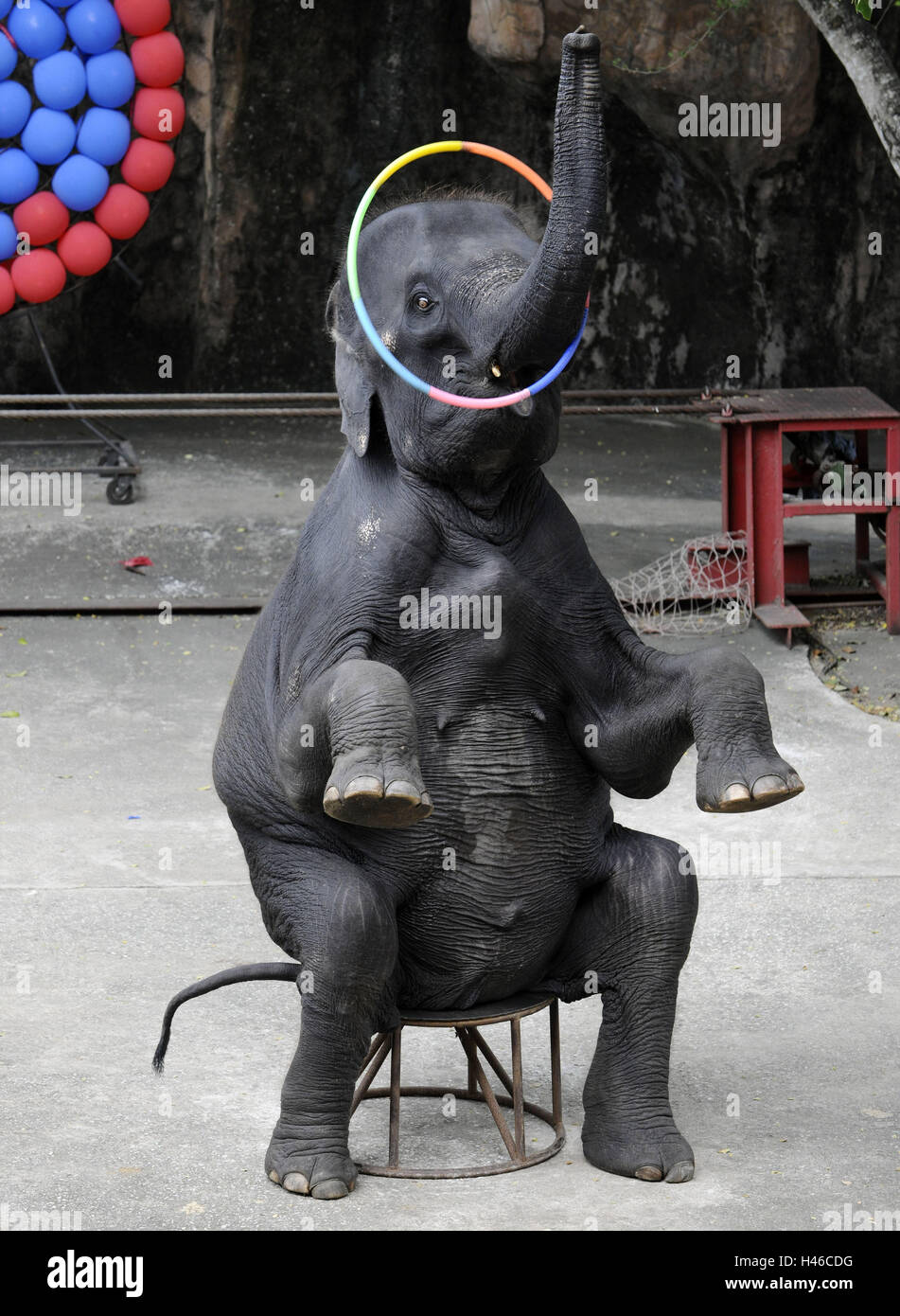Elephant, sit, Hola Hoop tyres, show, Asia, Thailand, animal, mammal, pachyderm, circus, St. art, presentation, show, trunk, Stock Photo