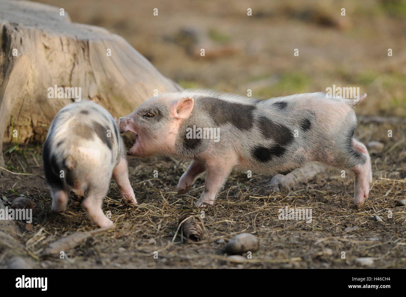 Vietnamese pendulous abdomen pigs, piglets, side view, fight, Stock Photo