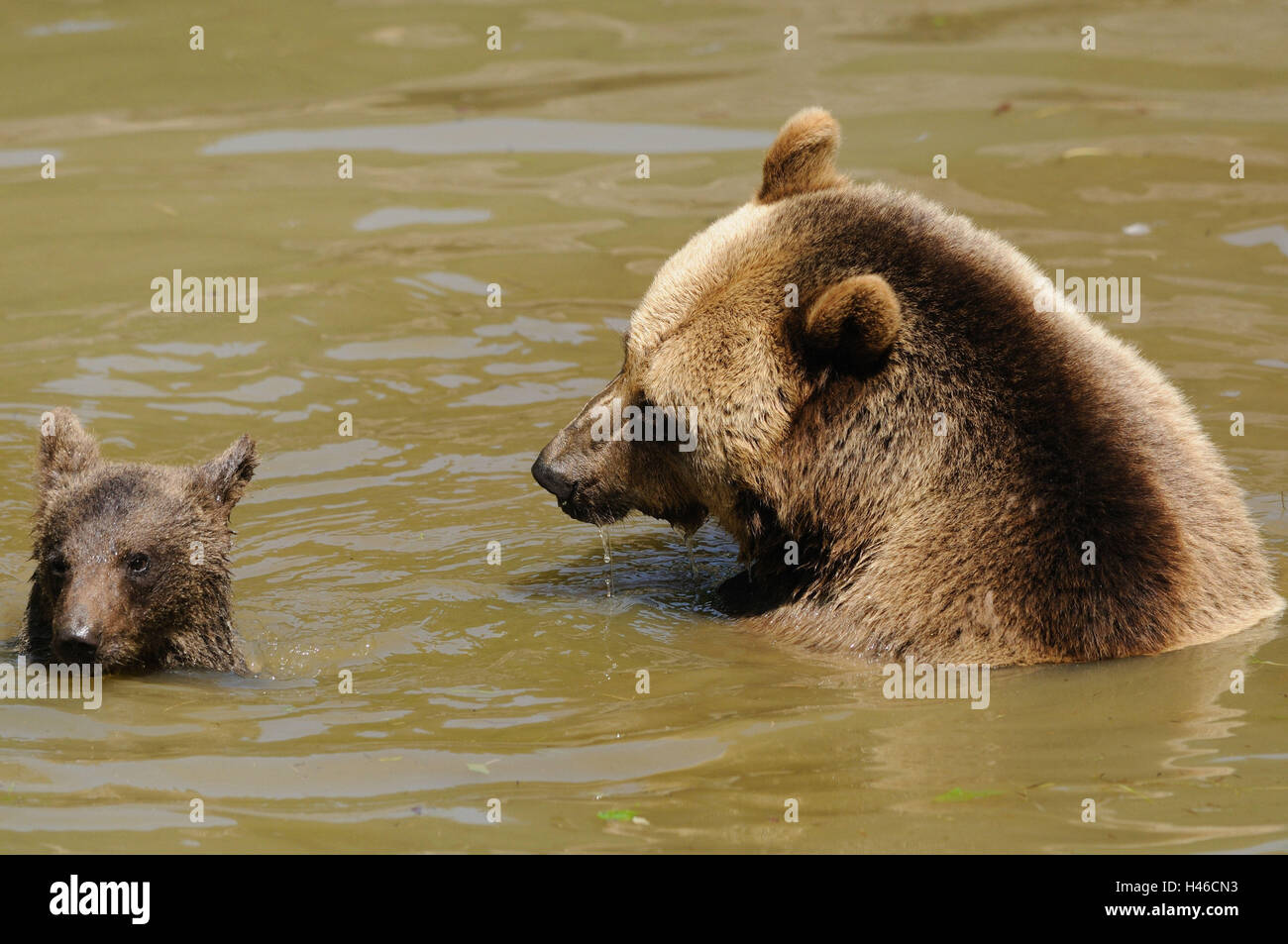 Brown bears, Ursus arctos, nut with young animal, water, head-on, Stock Photo