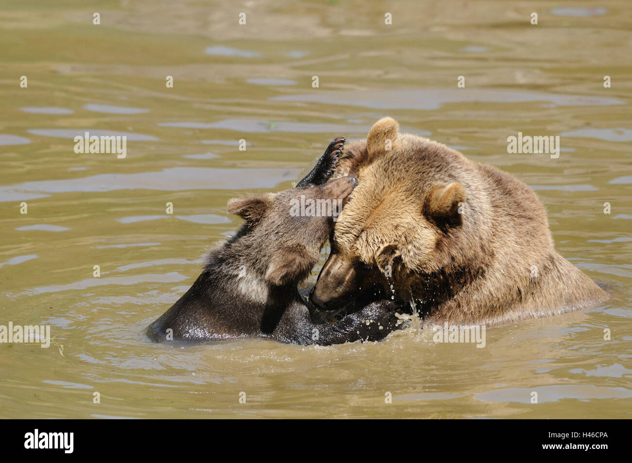 Brown bears, Ursus arctos, nut with young animal, water, side view, Stock Photo