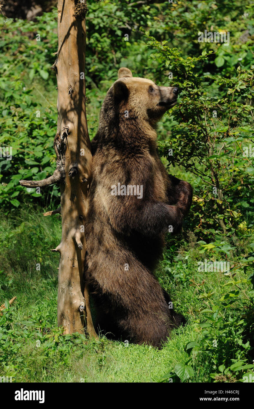 Brown bear, Ursus arctos, side view, stand, lean tree Stock Photo - Alamy