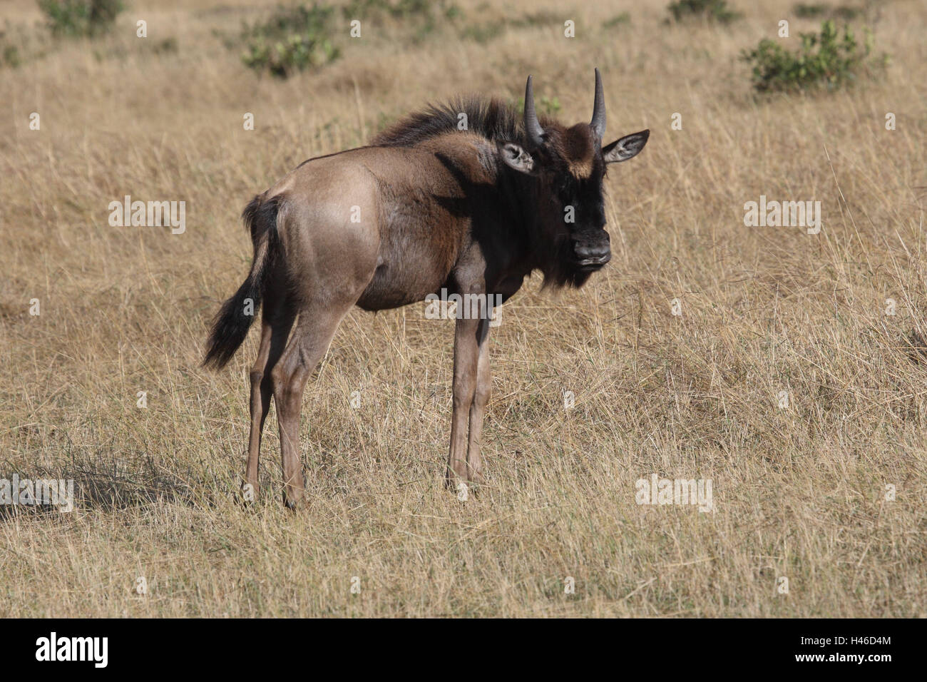 Gnu stands in the savanna Stock Photo Alamy