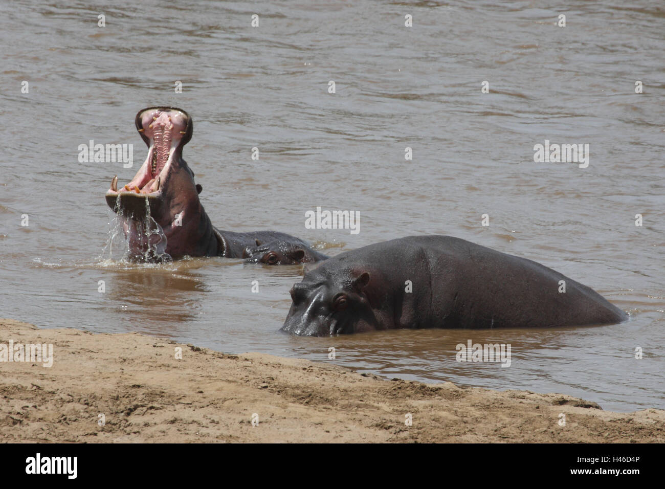 Hippopotami in the water, mouth openly, Stock Photo