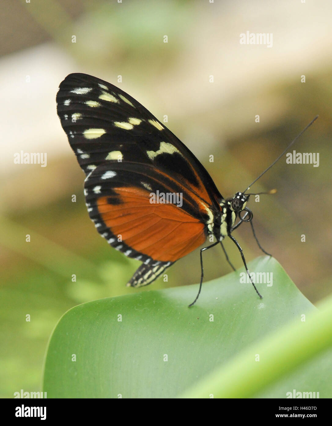 Tiger-passion butterfly, side view Stock Photo - Alamy
