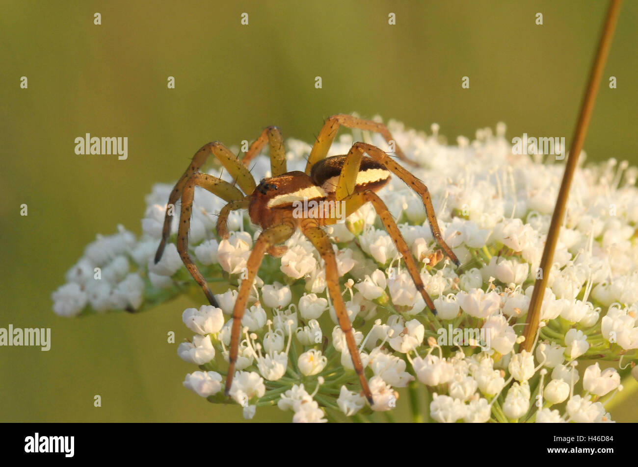Gerandete hunting spider, one-year-old young animal on blossom, Stock Photo