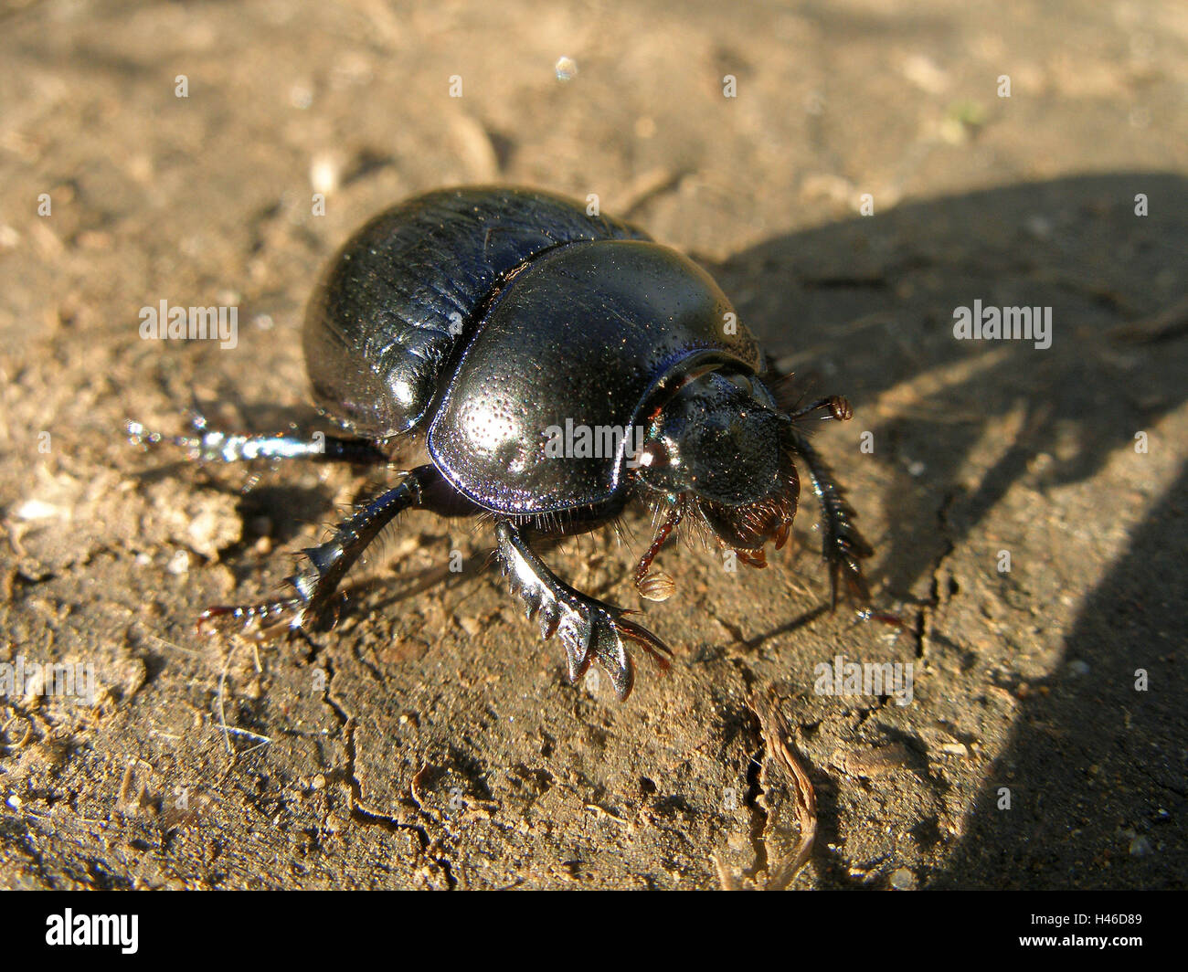 Dung beetle, head-on, Stock Photo