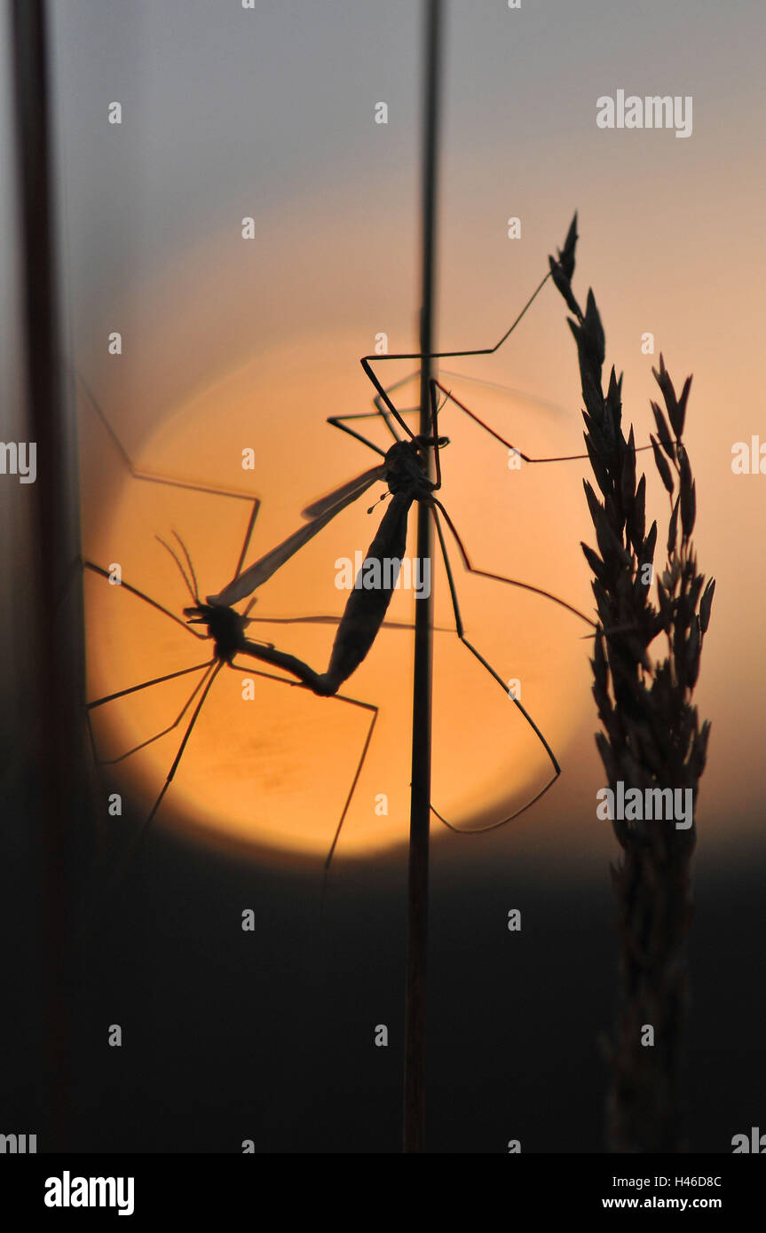 Gnats, stalk, mating, silhouette, sunrise, Stock Photo