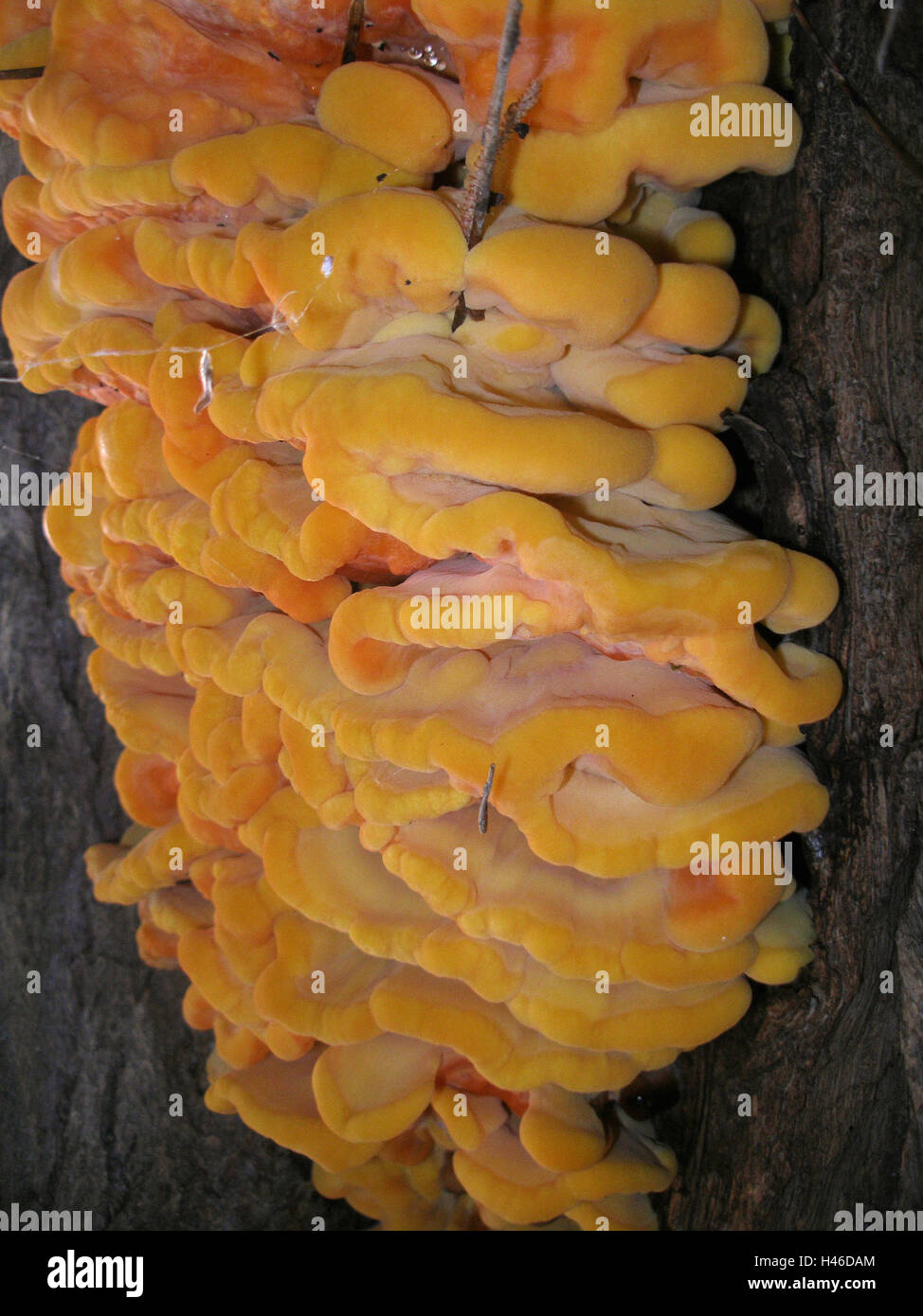 Tree fungus, Schwefelporling in false acacia, medium close-up, Stock Photo