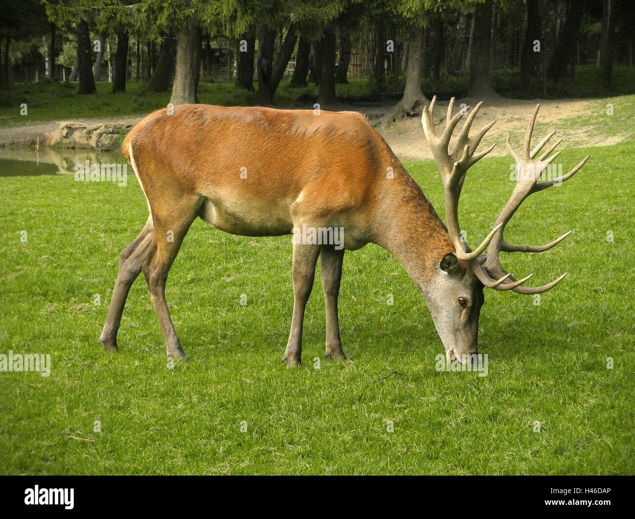 Deer, wood, feed Stock Photo - Alamy