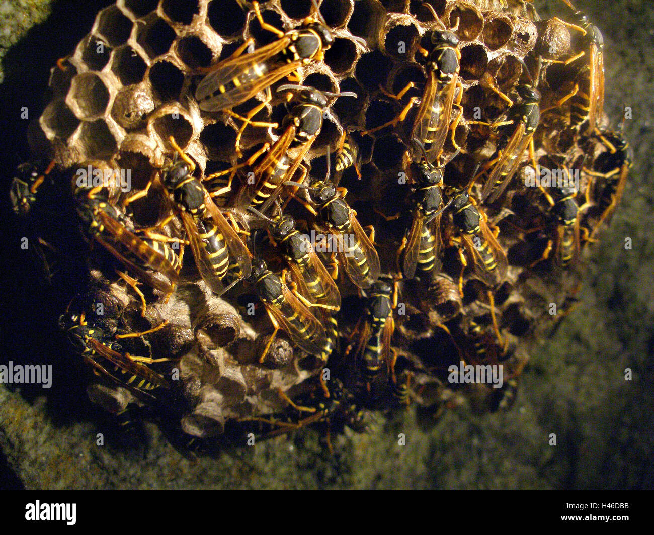 Field wasps, many, colony, honeycomb, Stock Photo