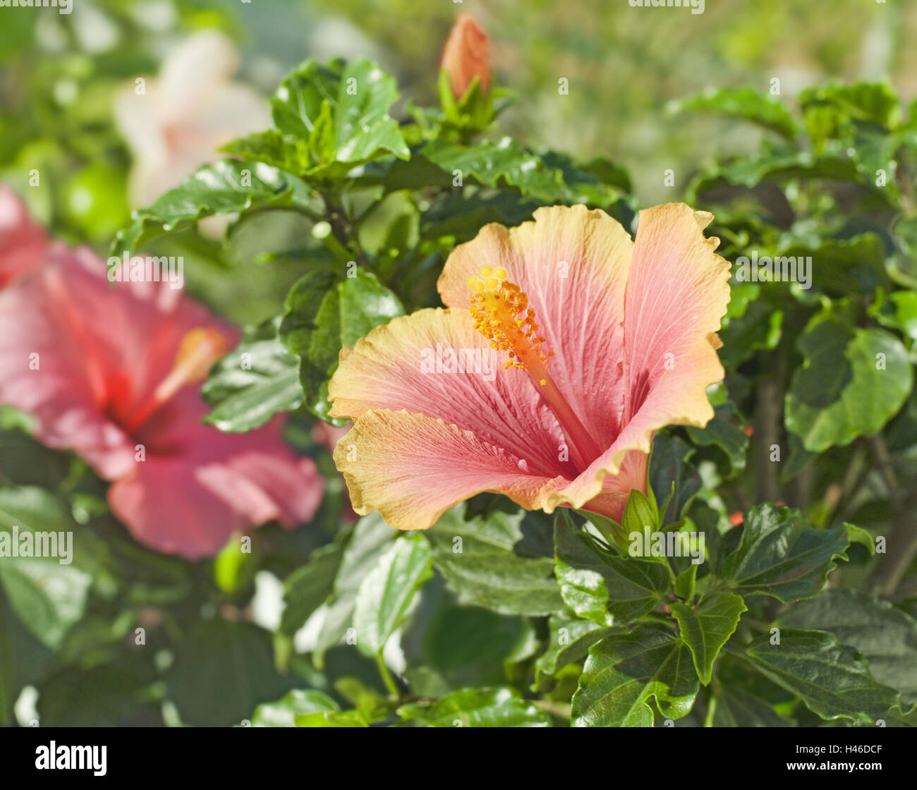 Hibiscus, Hibiscus boryanus, marsh mallow, mallow plant, Stock Photo