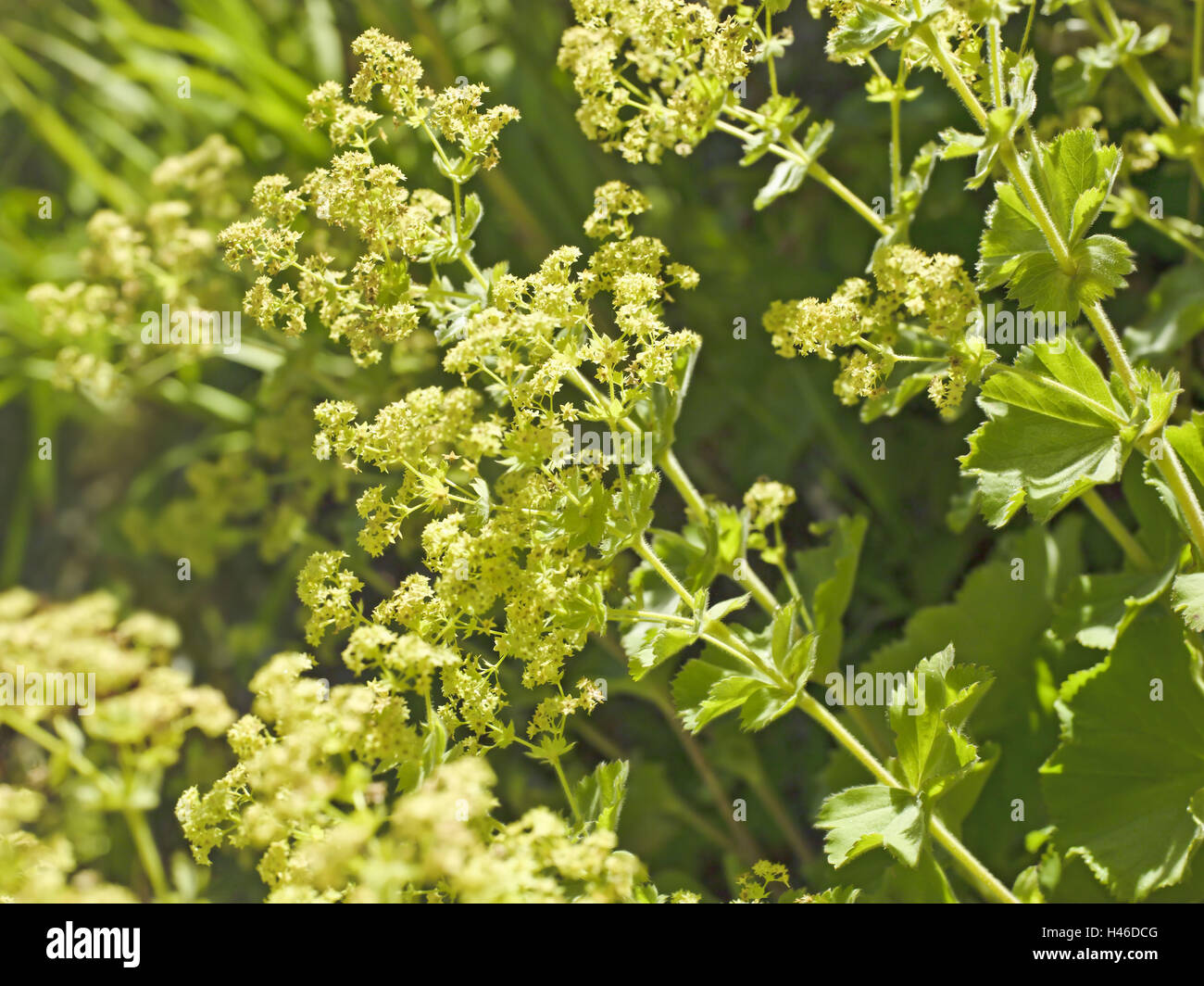 Women's casing, Alchemilla vulgaris, blossoming, leaves, rose plant, Central Europe, Stock Photo