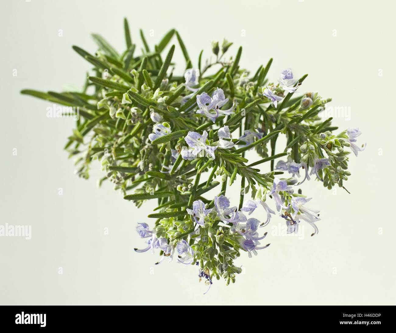 Rosemary, Rosmarinus officinalis, mint family, Lamiaceae, Mediterranean