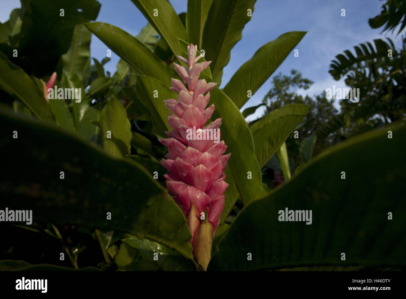 Ginger plant, Zingiberaceae, Alpinia purpurata, province Alajuela, Costa Rica, volcano Arenal national park, Stock Photo