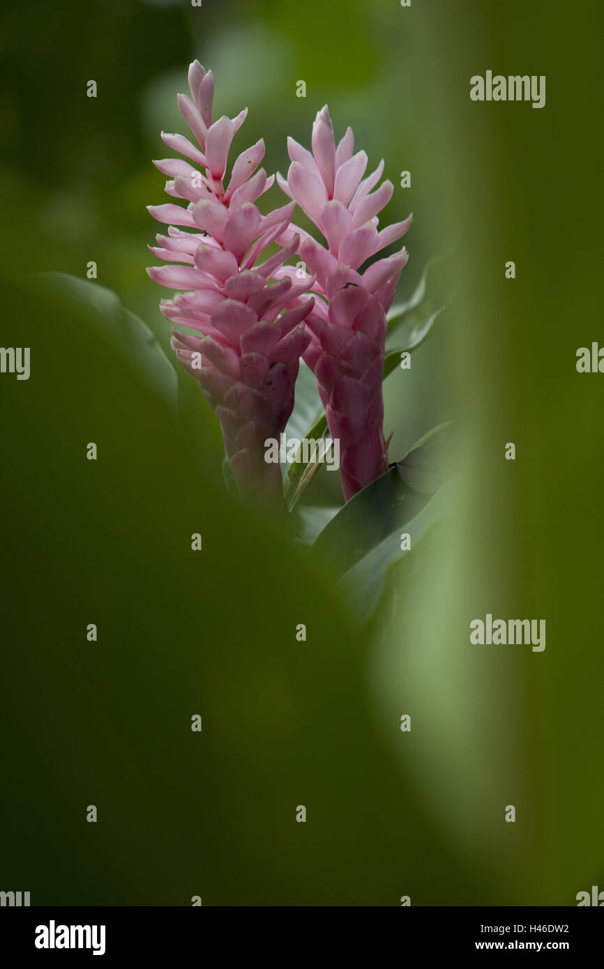 Ginger plant, Zingiberaceae, Alpinia purpurata, province Alajuela, Costa Rica, volcano Arenal national park, Stock Photo