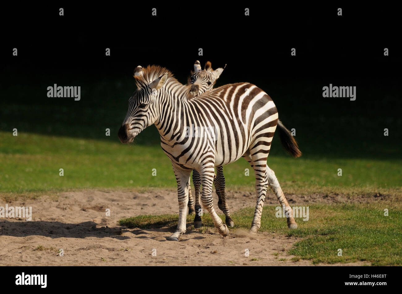 Grant's zebra, Equus quagga boehmi, meadow, standing Stock Photo - Alamy