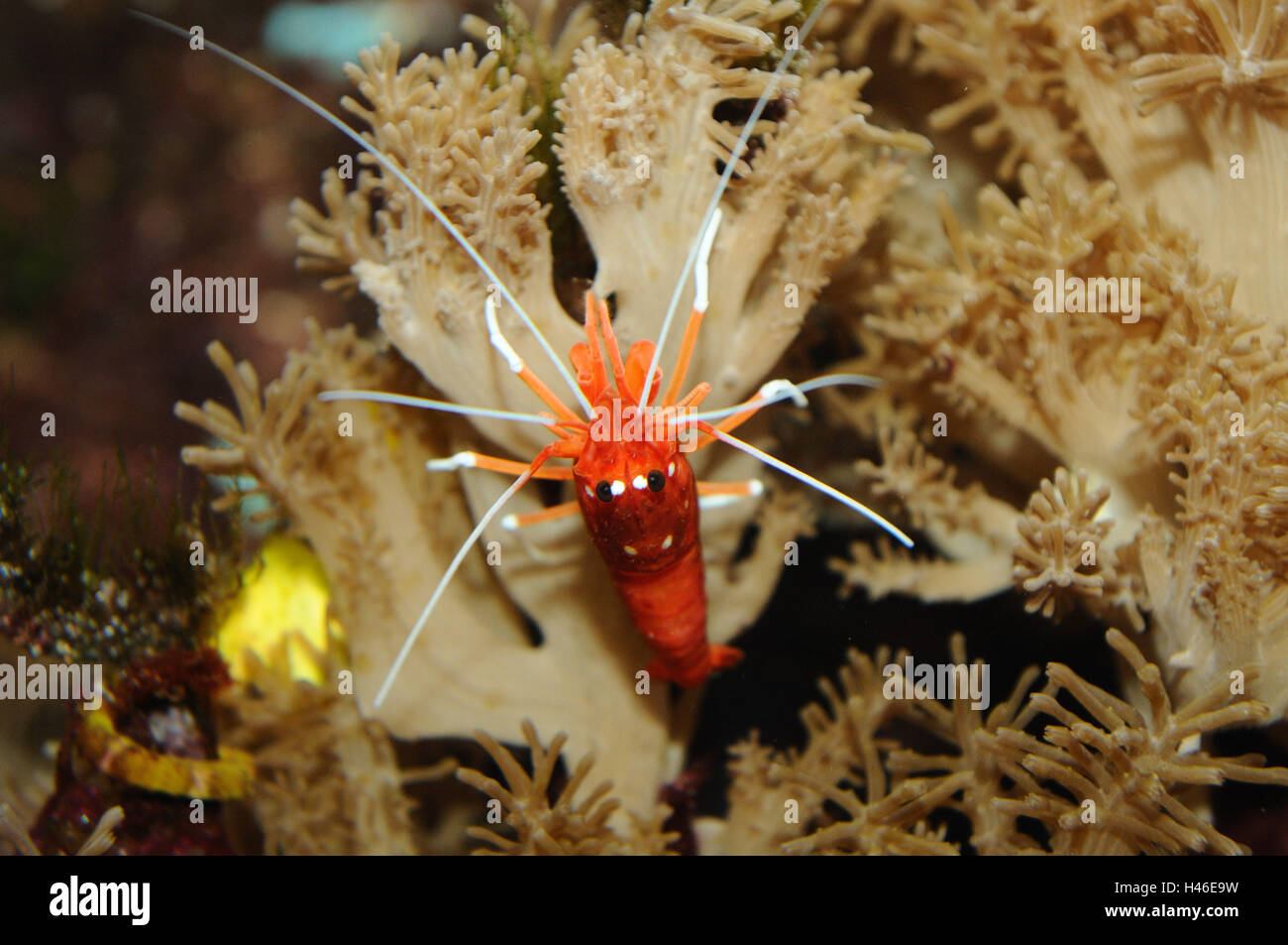 Blood shrimp, Lysmata debelius, fire shrimp, underwater, side view