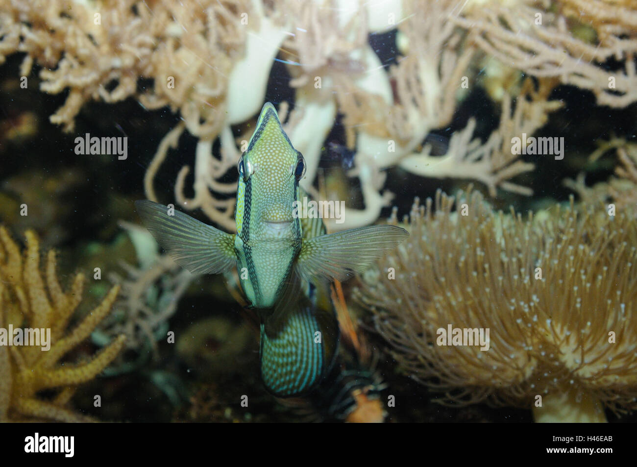 Sailfin tang, zebrasoma veliferum, underwater, front view, swimming, Stock Photo