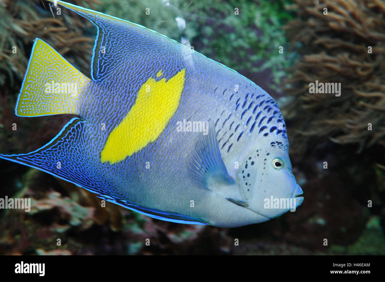 Halfmoon angelfish, Pomacanthus maculosus, underwater, side view, swimming, Stock Photo