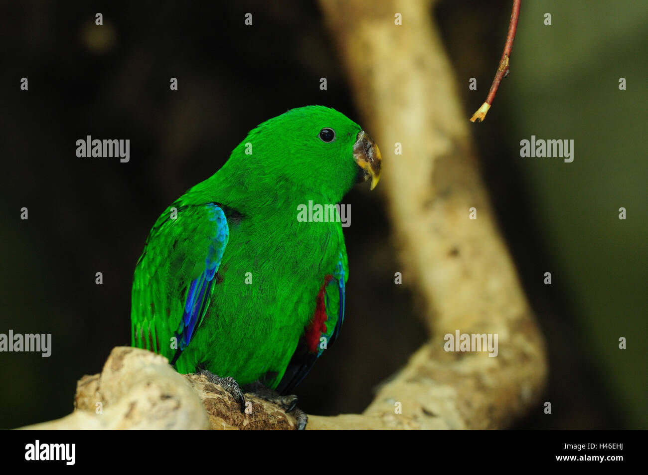 Noble parrot, Eclectus roratus, eat, side view, branch Stock Photo Alamy
