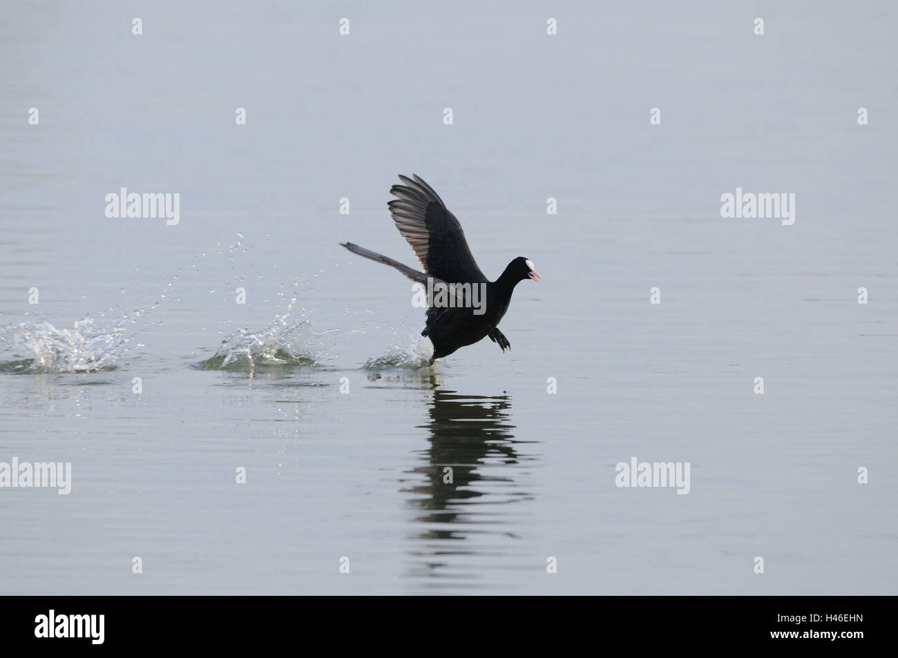 Coot, Fulica atra, water, run, fly, side view Stock Photo - Alamy