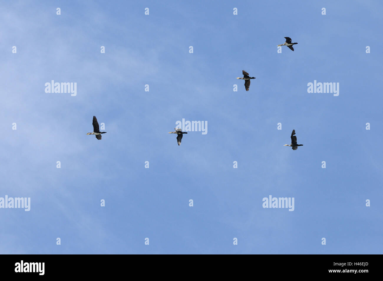 Cormorants, Phalacrocorax, Cormorant, ear-sharp, Phalacrocorax auritus, fly, from below, Stock Photo