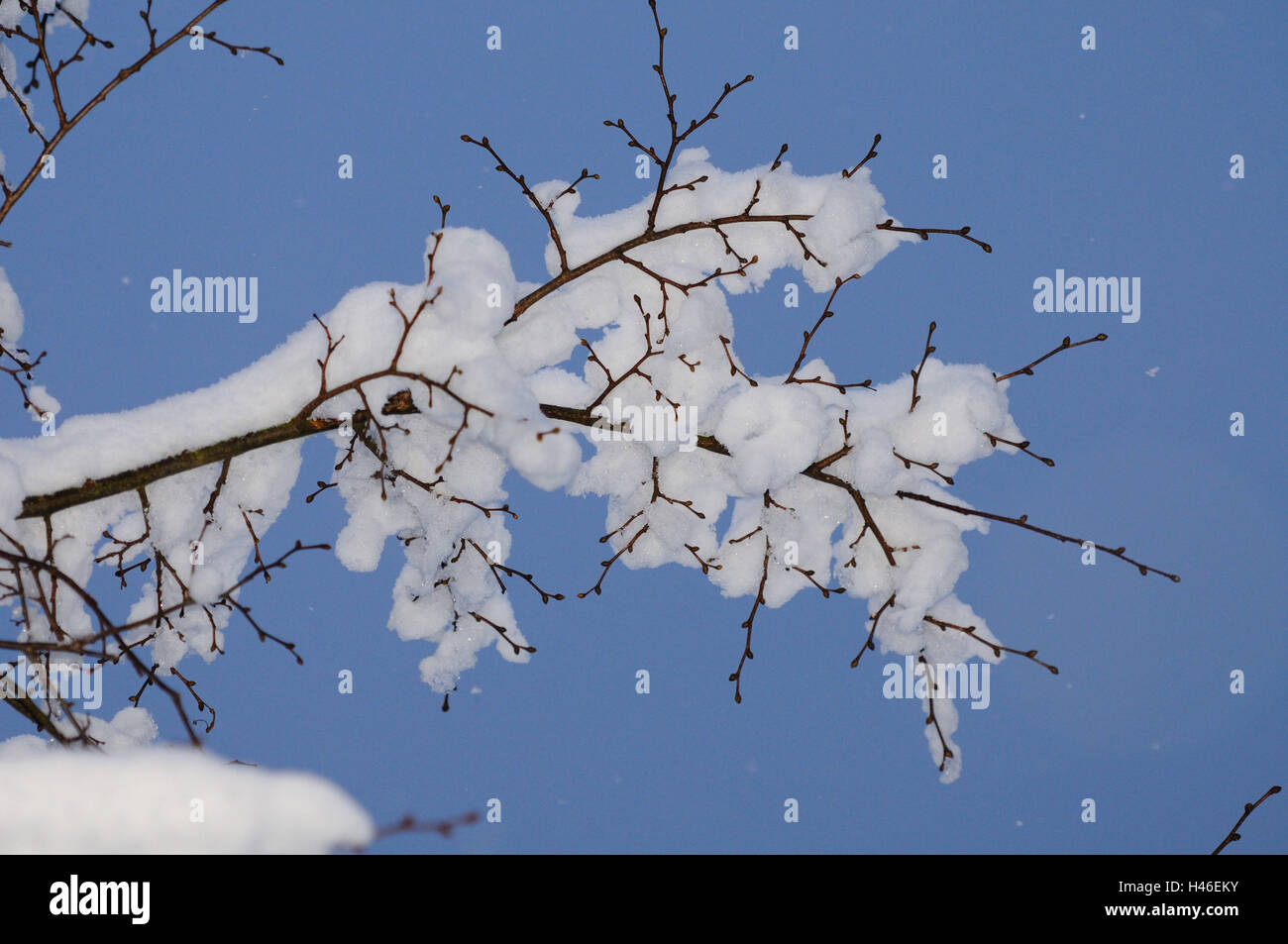 Silver lime tree, Tilia tomentosa, snow, winter, Styria, Austria, focus on the foreground, Stock Photo