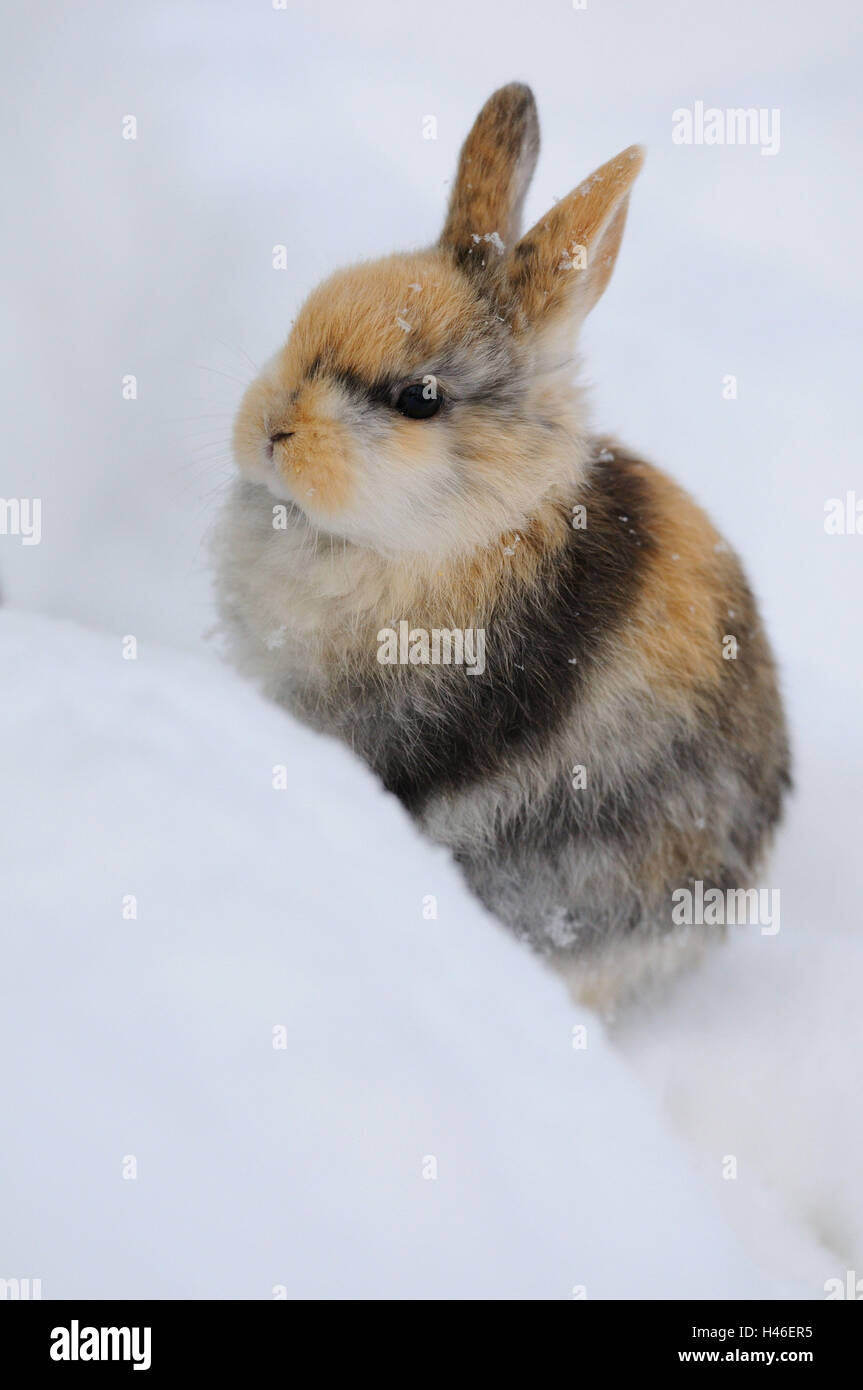 Crouched Rabbit House rabbits, Oryctolagus cuniculus forma domestica, young animal ...