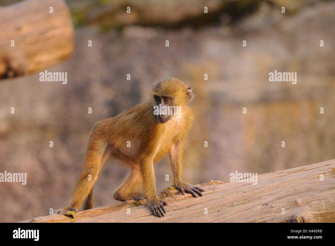 Guinea baboon, Papio papio, young animal, trunk, side view, stand, Stock Photo
