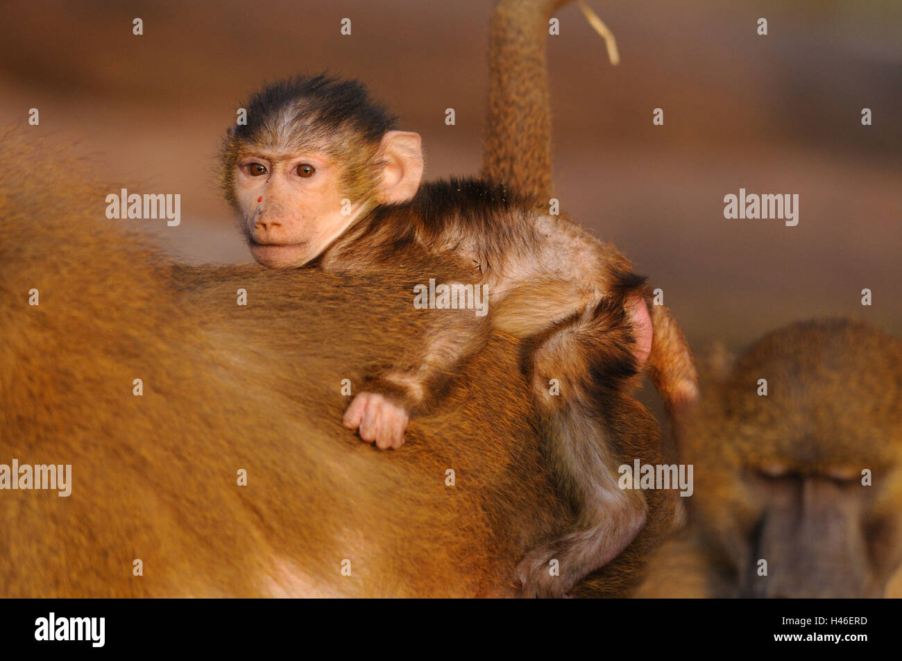 Guinea baboon, Papio papio, young animal, side view, backs, mother animal, lie, view in the camera, Stock Photo