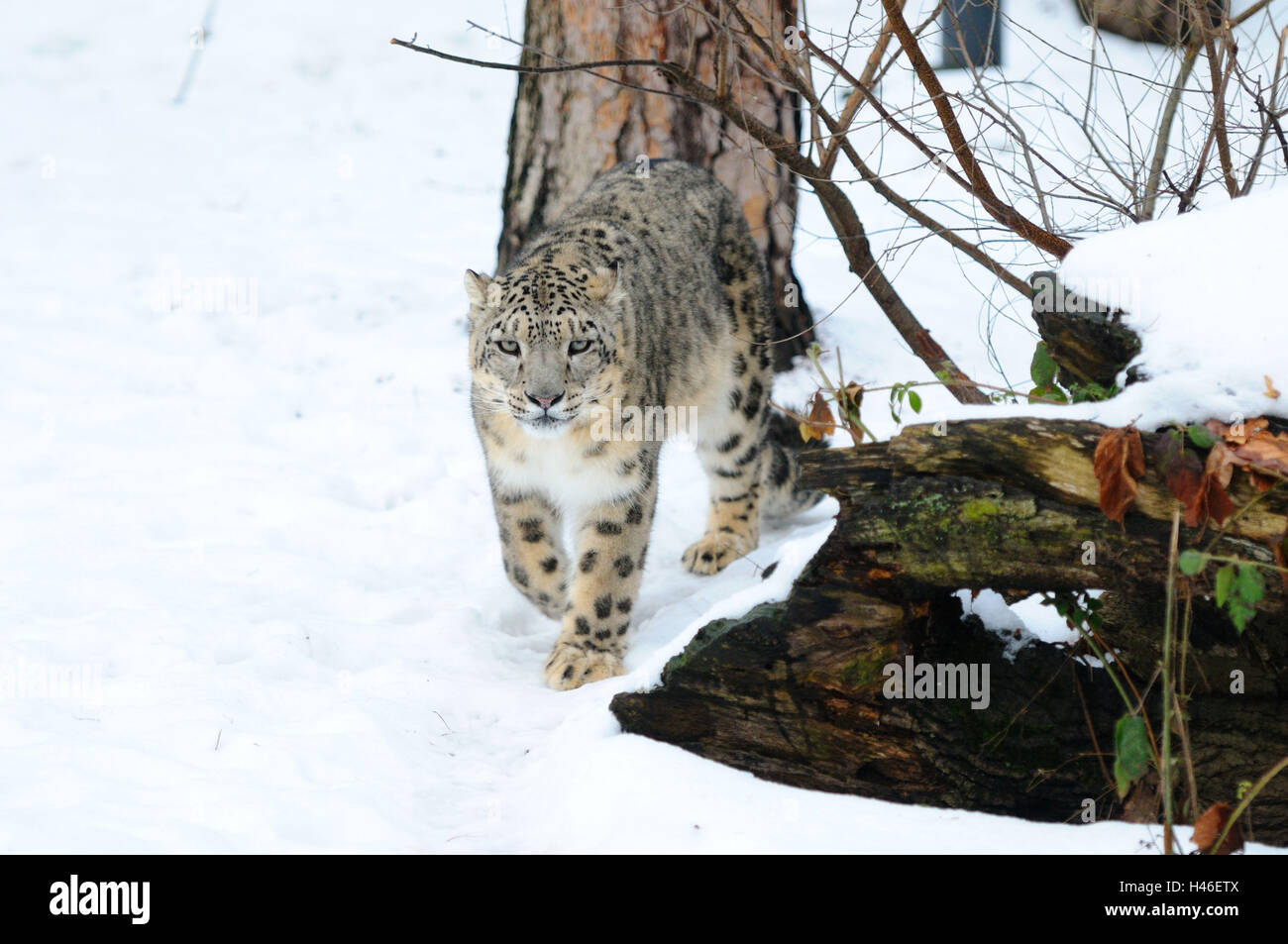 Snow leopard, Uncia uncia, front view, walking, looking at camera, Stock Photo