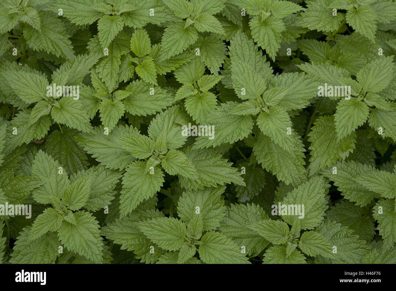Stinging Nettle Urtica Plant Nettle Green Medium Close up Burn 