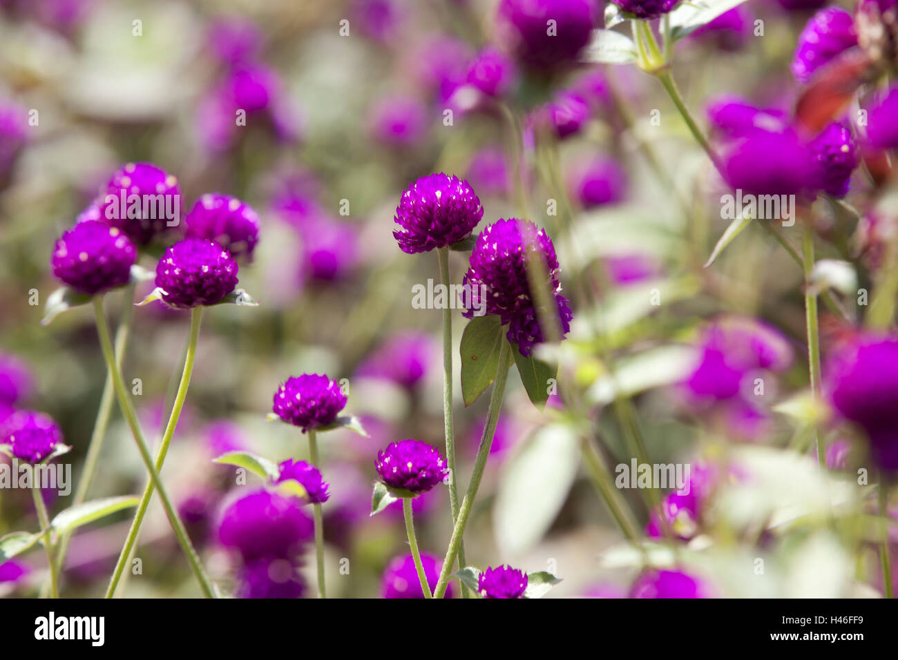 Myanmar flowers hires stock photography and images Alamy