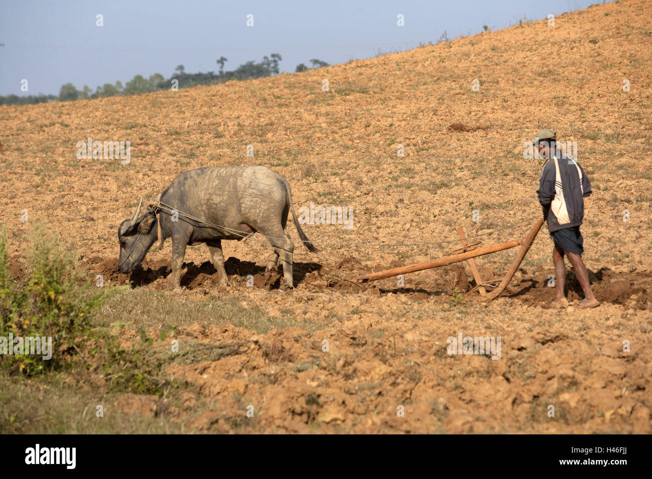 Myanmar, agricultural laborer, ox's plough, Stock Photo