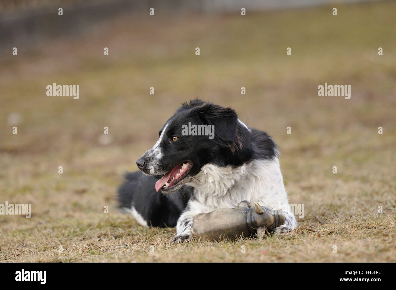 Of Border collie, meadow, head-on, lie, view side view, Stock Photo